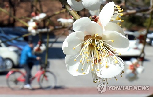 탄핵 후 첫 주말…전국 꽃길따라 상춘객 이야기꽃 활짝