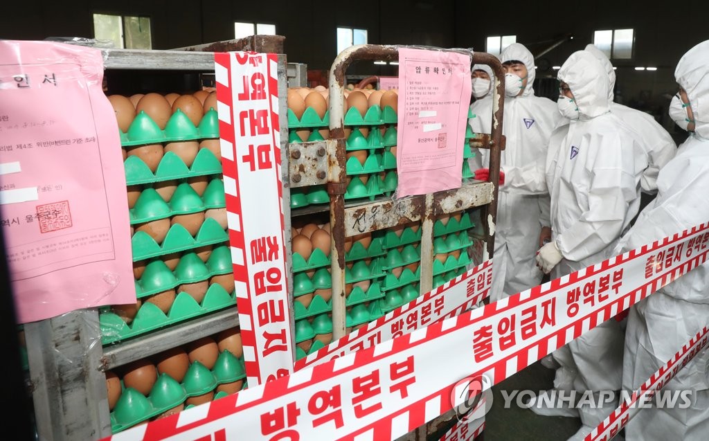 살충제 검출…폐기되는 계란