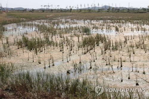 간척지 염해피해