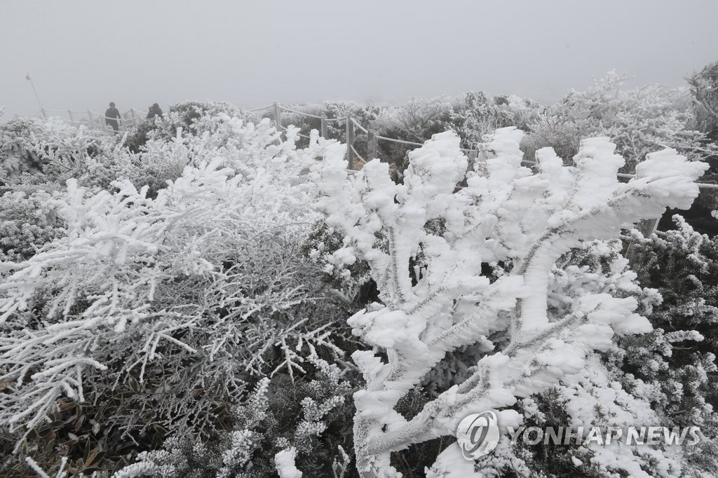 한라산, 눈꽃 활짝