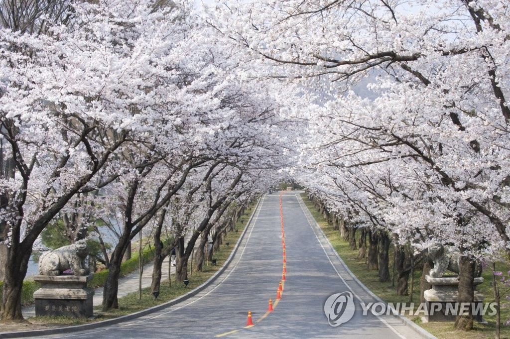 "용인에버 벚꽃축제"