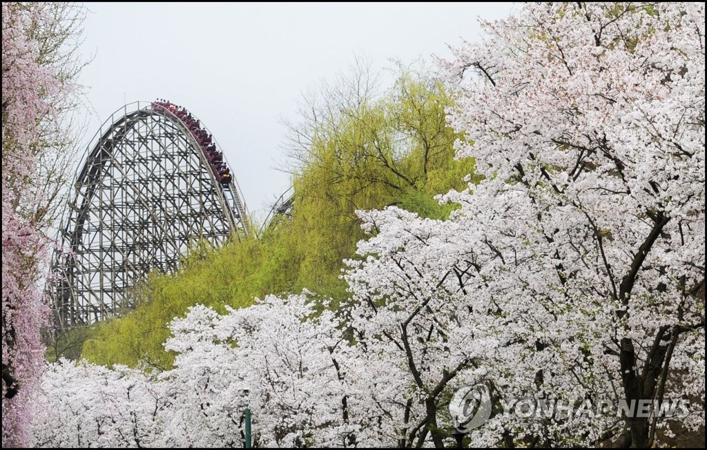 "용인에버 벚꽃축제"