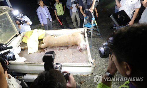 18일 대전 동물원을 탈출한 퓨마가 탈출 4시간 30여분 만에 사살됐다. 사진은 사살된 퓨마 / 이하 연합뉴스