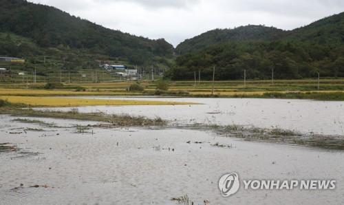 '태풍 콩레이' 불어난 강물에 잠긴 벼