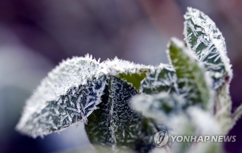 올가을 들어 가장 추운 날씨를 보인 12일 아침 강원 태백시 만항재 숲 / 연합뉴스